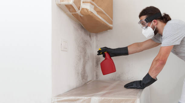 Professional Attic Mold Removal technician working in Cologne, MN