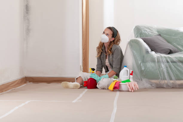Reliable Attic Mold Removal contractor in Cologne, MN by WQB Mold Removal
