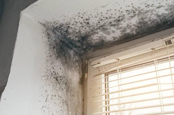 Affordable Attic Mold Removal solutions in Cologne, MN